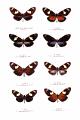 heliconidae polymorphisme